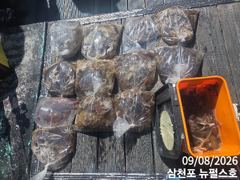 쭈꾸미 연일 호황중