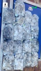 9/8 군산k1 주꾸미 보따리 Hot- !!!