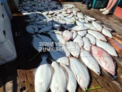 6일,날마다 쏟아지는 대광어~~초대대박~참돔,우럭등~가을시즌 최고 조황의 연속~!~싸이즈 굿굿~~군산낚시프라자 범고래호