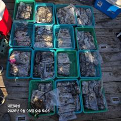 무창포 대진피싱 9월8일 쭈꾸미 조황입니다~