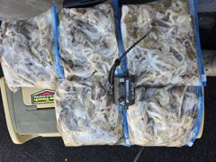 ◆◆08일.군산킹마린호◆◆쭈꾸미 굿조황◆◆내일자리여유
