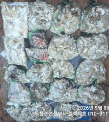 조황정보 - 9/8 쭈꾸미 조황 - 무창포선상낚시