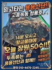 <고흥녹동 > 청룡호 8일 돌문어. 대박조황!!!
