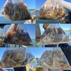 [사천] 8일)쭈꾸미 마리수 좋습니다. 시즌초반 꾸준한 조황 손맛,입맛 …