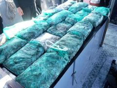 [쭈꾸미·갑오징어]9월8일쭈.갑조황#인천쭈꾸미.갑오징어먹물쭉쭉!!#인천뉴스타호