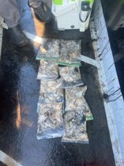 26년9월8일 스마트1호 쭈꾸미 조황입니다.