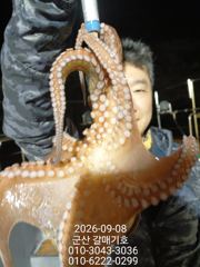 9월8일 화요일 갈매기호 실시간