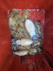 9월 8일 종일배 쭈꾸미조황