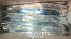 2026년 09월 08일 화요일 내만 갈치 조황