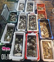 군산 뉴세븐호 9월 8일 야간 꽃게 조황 | 모레 야간부터 꽃게 출조