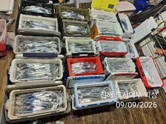 9일새벽 씨알좋은 내만갈치 엄청 바뿌게 올라 옵니다~!!목.금.일~예약중