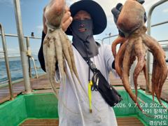 7일 돌문어kg중치들 마릿수많이 ~수.가능