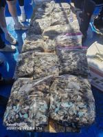 9월 8일 쭈꾸미 조황입니다