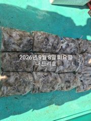 8일, 군산쭈꾸미~느나타임~점점 좋아지는 쭈구미 굿굿~군산낚시프라자 나드리호