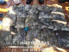 출조안내 - 진해뉴월드피싱 ~ 월드2호 무늬오징어 130수,돌문어.갑돌이는 덤~~ 낼 목요일부터 예약가능합니다