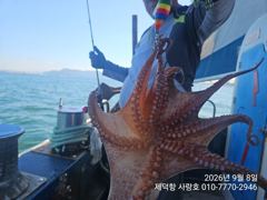 "여밭돌문어"125수 500g덩치들이~17수14수12수12수외 마릿수 팍~팍~^^(예약가능)