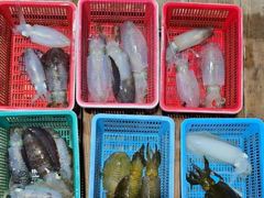 [진해] 무늬오징어바람통속마릿수손맛짱!!!