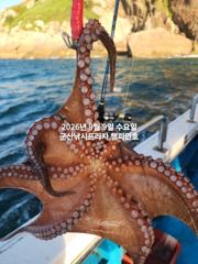 (西)서해조황 - 9일, 주간문어 어제 대박에 이어 오늘도 굿~~부쩍 커진 문어 굿굿~내일도 출조합니다~군산 챔피언호