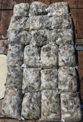 ♦♦포세이돈호⇒쭈꾸미 언제나 굿~입니다 9.8