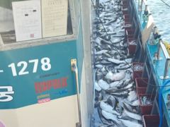 오늘의조황 - 9월8일 뉴용궁호 왕대박 조황입니다!! - 신진도 뉴용궁호