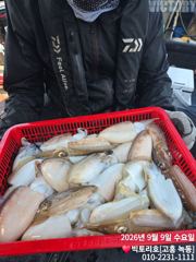 9일 갑오징어 조황 소식입니다