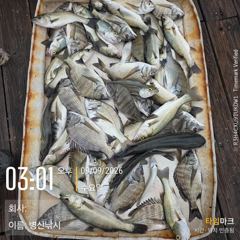 병산 9/9 감성돔 마리수 농어 굿 선외기흘림조황