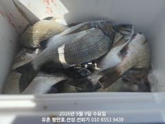 [통영] 유촌 형만레저 선외기 감성돔 흘림 조황입니다.내일여유