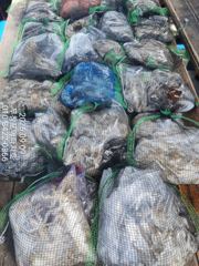 (西)서해조황 - [무창포아파치호] 9월9일(수), 오늘도 쌍걸이, 쓰리걸이 쭈꾸미등, 장원 200~300수는 기본, 망태기 푸짐한 조황. 예약 문의는 010-8422-0866