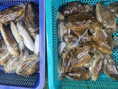 오늘의 조황 - 9월9일 오늘도 왕주꾸미 대박 조황입니다 - 오천항 월드레저
