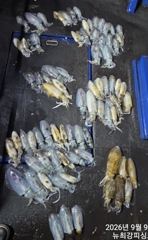 내일 오후6시 무늬 사냥 출동~!!!