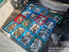 오늘의조황 - 청남호 9월9일 갑오징어 조황입니다 - 청남호,뉴청남호,안면도,영목항 ,선상낚시,청남낚시마트,