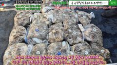 9월9일 홍원항힐링호 쭈갑 조황~!오늘은 가는곳 마다 시원시원하게 나오질 않아서 이동이 잦았네요.제가 너무 욕심을 부렸나봅니다.장원300수오바~조과 차이가 좀있네요.수고많으셨니다~