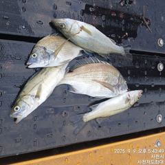 [사천] (사천저도좌대&펜션)9윌9일 저도좌대 조황