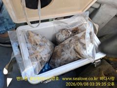 오늘의조황 - 주꾸미 갑오징어 조황 입니다, - 홍원항 바다사랑호