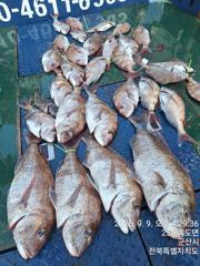 야미도후크스타호 9/9(수) 참돔 조황
