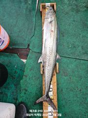 대물 대삼치 출격!! -금.토.일.월(모집)