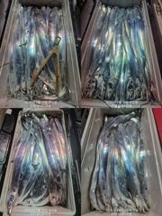 (南)남해조황 - 내만 갈치 완전 빠글빠글빠글~~(오늘 예약 가능)