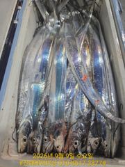[진해] 내만칼치ㅡ초초대박! 끝없는 피딩에 엄청나게 올라옵니다 (오늘 …