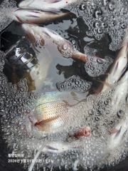 [통영] 탑피싱]금욜~주말 욕지,좌사리 출항합니다.(출항시간)