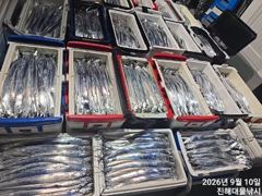 갈치한치조황++ - 우~~와,10일새벽,씨알큰칼치어마어마하게 미친피딩역대급 초초대박~