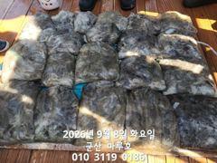 출조안내 - /////(부천_안양_의왕 경유) "군산 쭈꾸미, 문어 살아났습니다!!" __15(화),17(목) 마루호(쭈꾸미)/ 임마뉴엘호(문어) 예약 중___9~11월 쭈갑문 화목토일 출조 ■예약 ☎️ 010-3611-2672