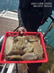 [사천] 갑오징어 씨알 굳 마릿수 좋습니다 내일 출조확정 자리여유 주…