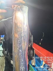 은빛 돼지 갈치 용가리 잡으로 월 화 예약 가능 합니다