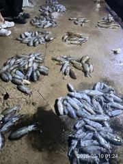 (南)남해조황 - 내만무늬팁런~!! 연일 막 퍼담습니다~!! 200수 오바힛트~!! ((장원 39수)) 오늘 예약가능