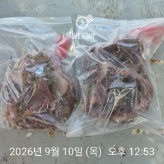 암초 포인트 문어 낚시
