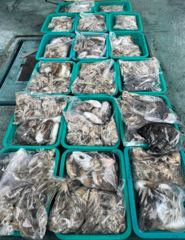 {{{서해호김선장}}} 9월 10일 사릿물 조과입니다 수고하셨습니다 ~~~