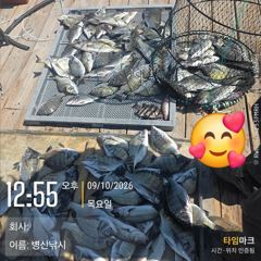 [통영] 통영 곤리도 스텔라 종일 좌대 9/10 철수 조황! 제수고기 잡으러 오세요 퍽퍽퍽!