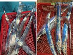 [최남단 나로도 출항]『꽁치썰어제공』대갈치 평균3지!!, 일욜부터 자리여유 [초대형신조선! 최단거리! 김선장 010.4848.0776]