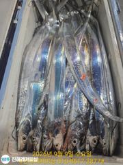 내만칼치ㅡ초초대박! 끝없는 피딩에 엄청나게 올라옵니다 (금.토.일. 예약가능)