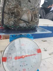 오늘의조황 - 9월10일 오늘도 역시 망탱이 - 서천.마량항.홍원항 부킹낚시,배낚시.선상낚시.비키라호